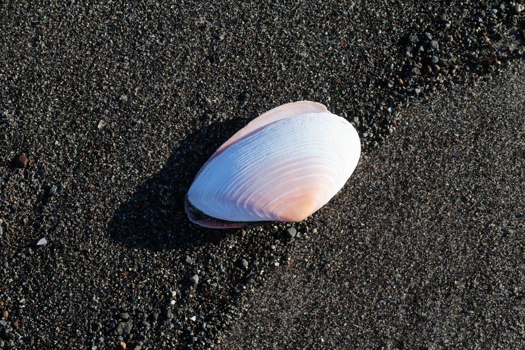 斜里浜の貝殻