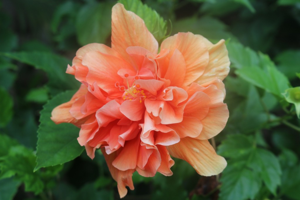 オレンジ色のハイビスカスの花