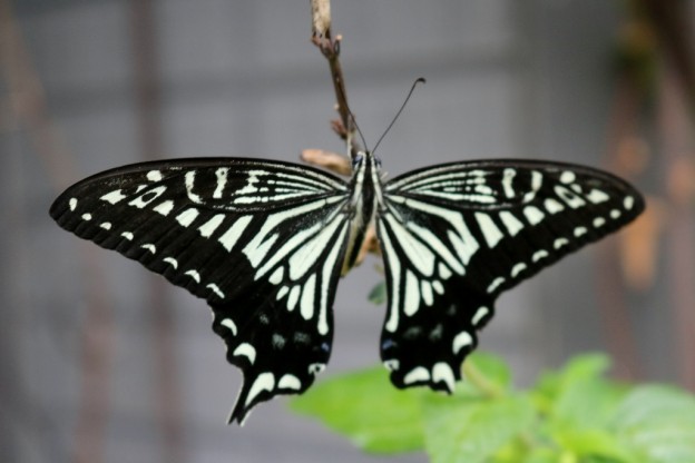 メドーセージで ひと休みするアゲハ蝶 さわやか信州の庭 Toledo