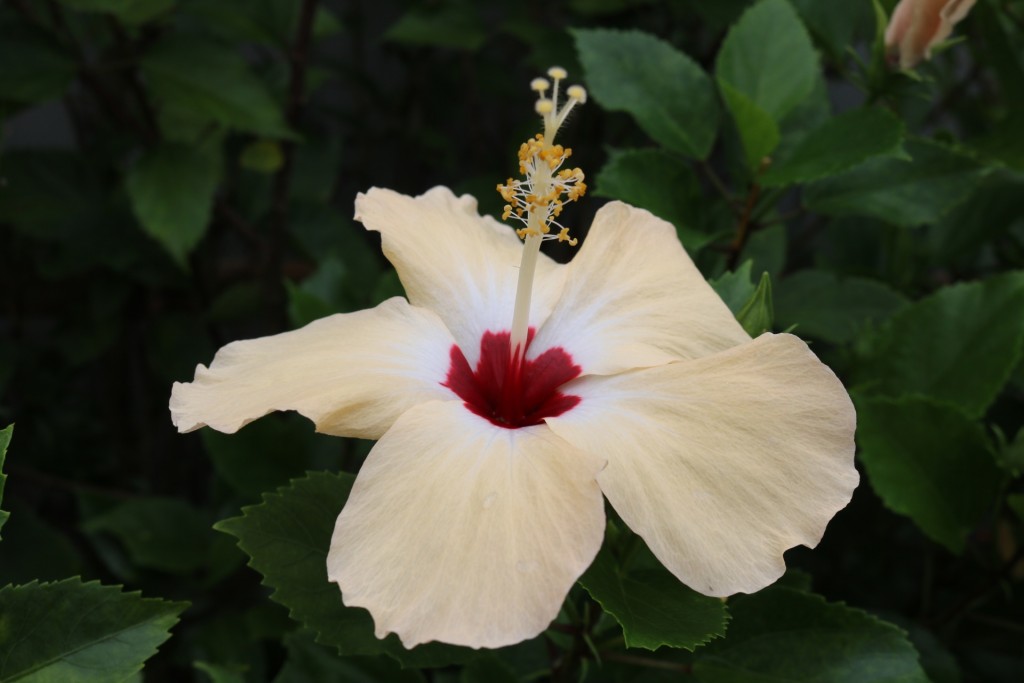 白色のハイビスカスの花