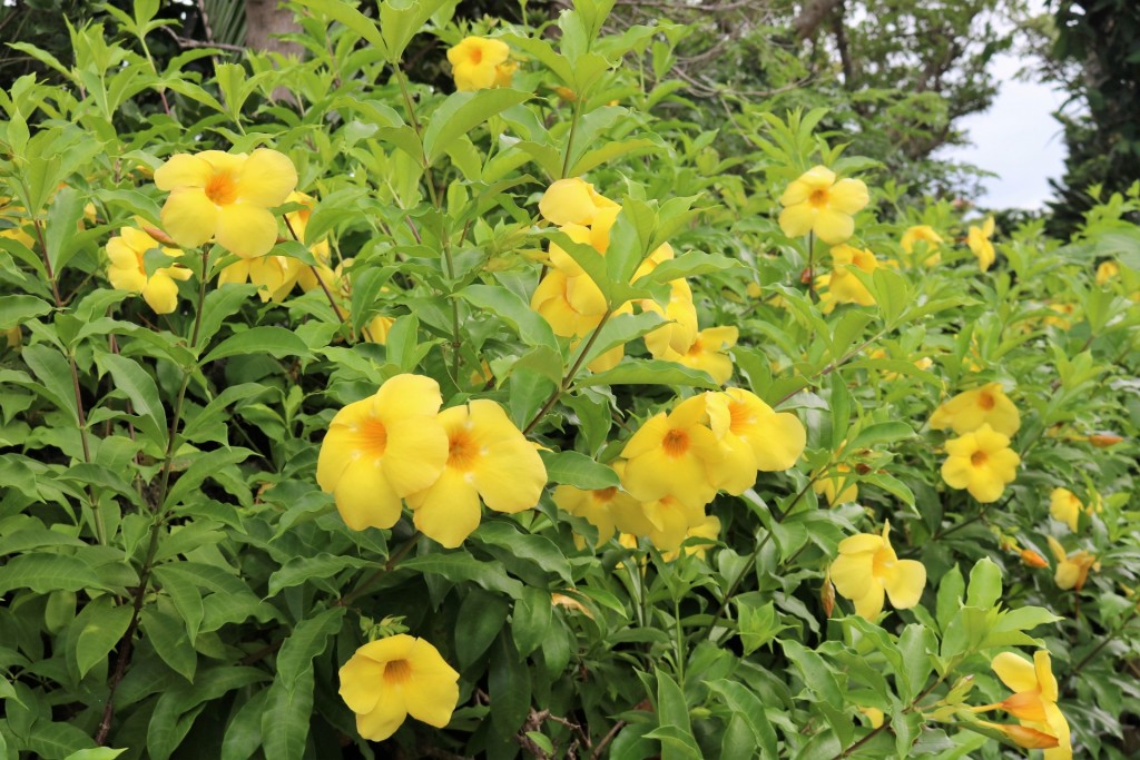 黄色のハイビスカスの花