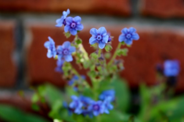 爽やかな青色の花シノグロッサム シナワスレナグサ さわやか信州の庭 Toledo