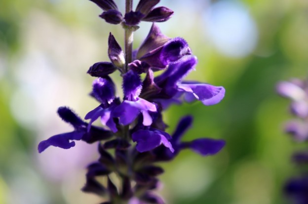 濃い紫色の花期の長いラベンダーセージ さわやか信州の庭 Toledo
