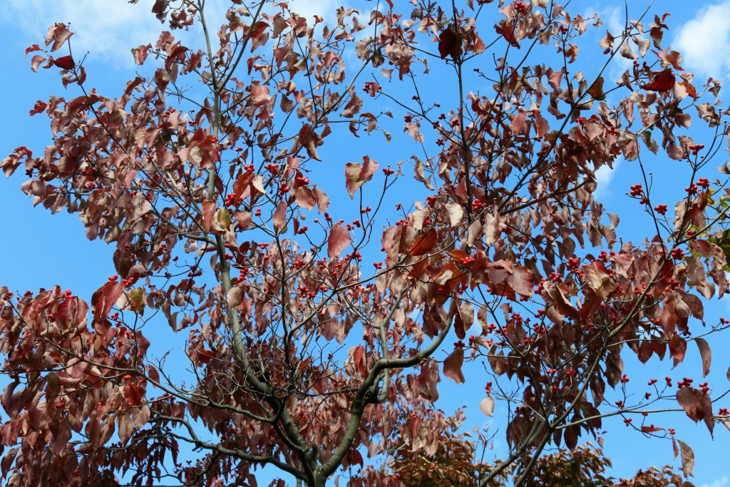 アオダモの紅葉