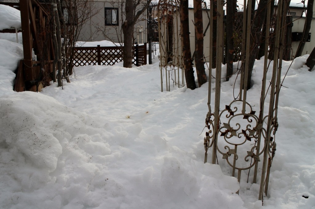 庭に積もった雪