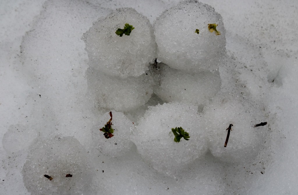 雪ダルマ