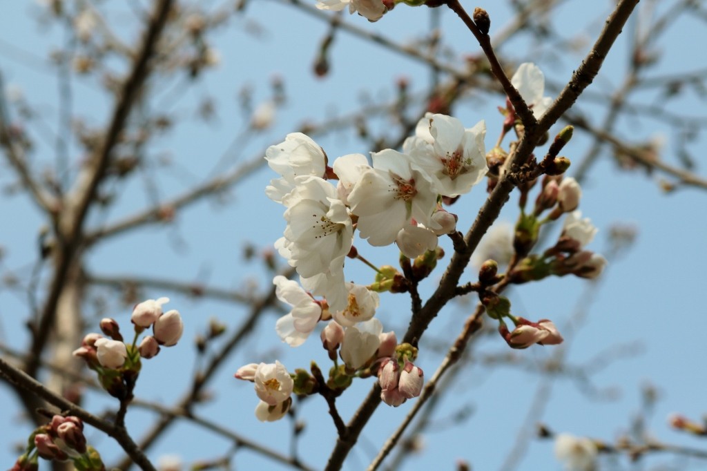 草如庵の桜