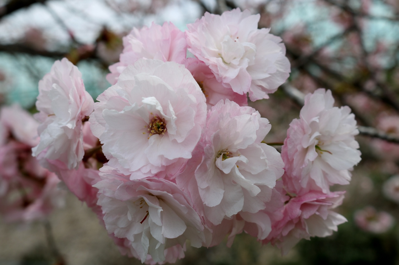Teibō Sakura