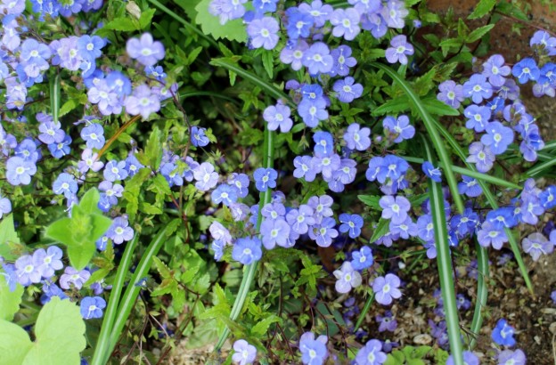 小さなブルー色の花が可愛いです さわやか信州の庭 Toledo