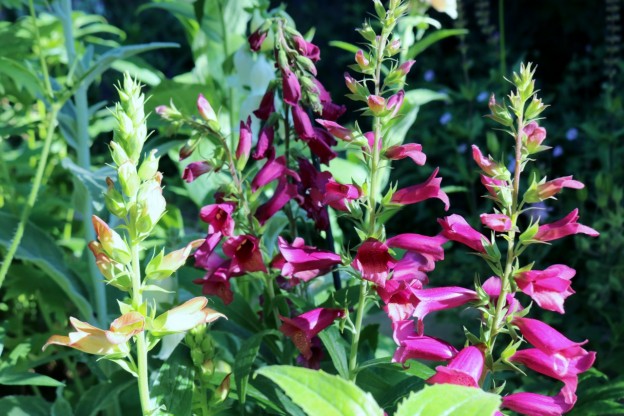 Digitalis ilumination