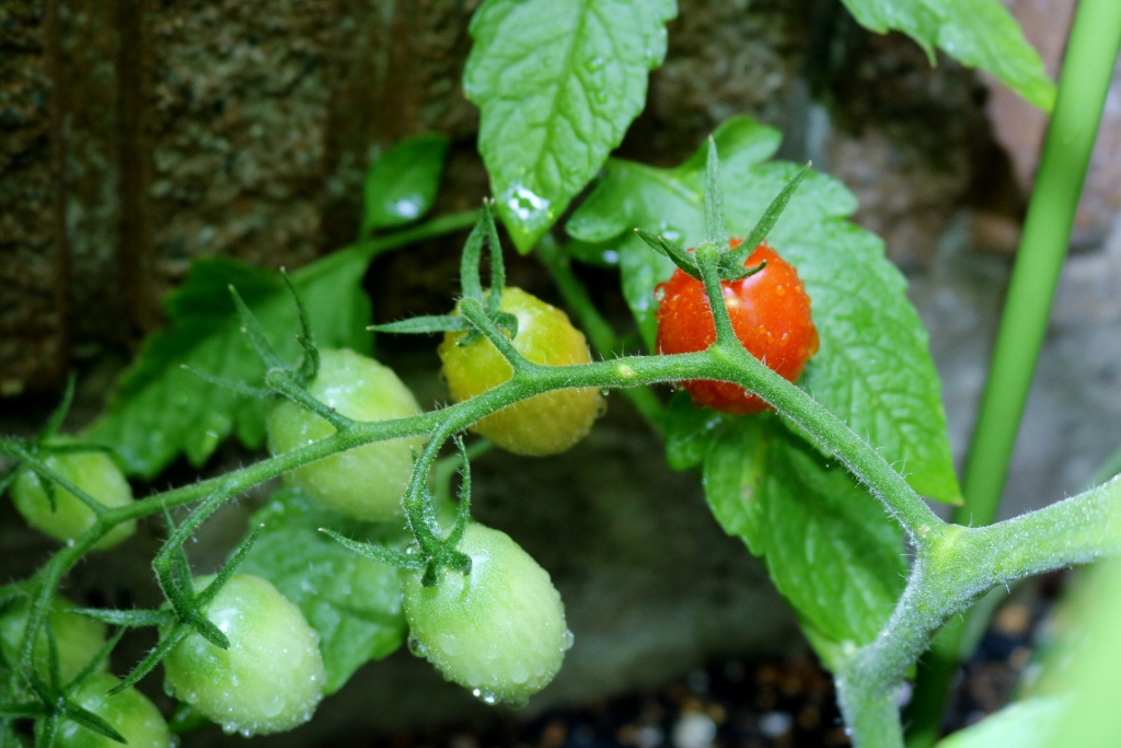 家庭菜園で作るミニトマト