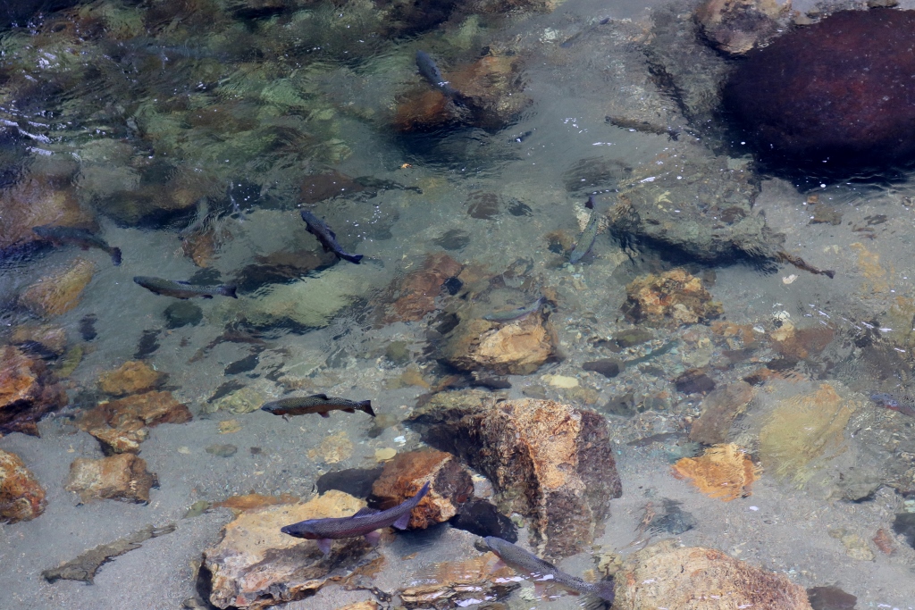 銀山川で泳ぐ魚たち