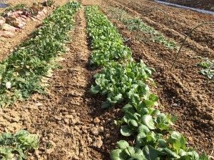 畑の野菜やハーブたち 植物さん成長記録